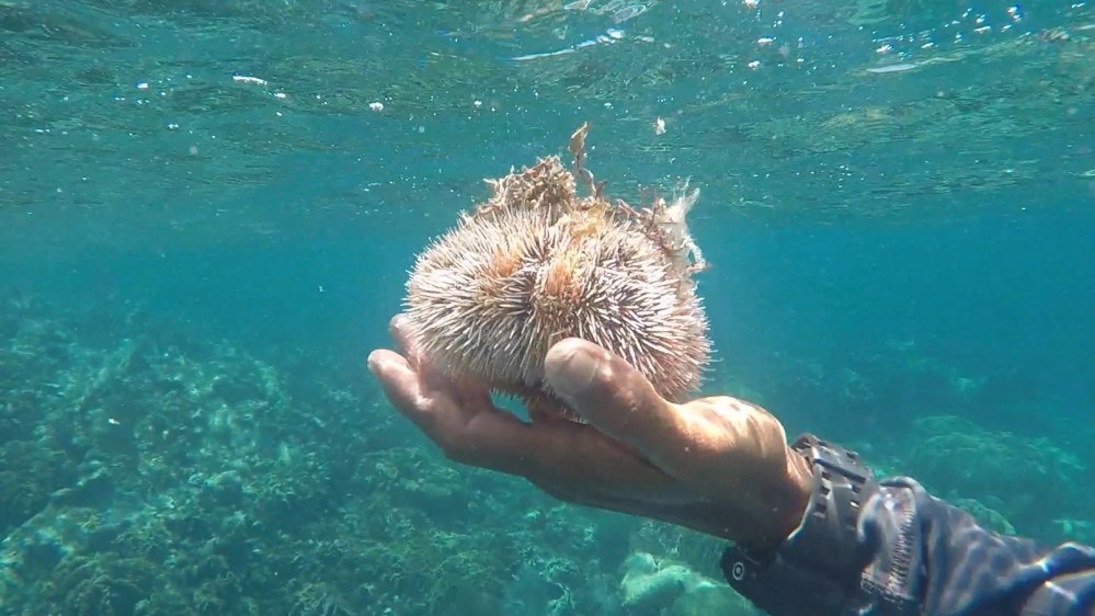 sea-urchin