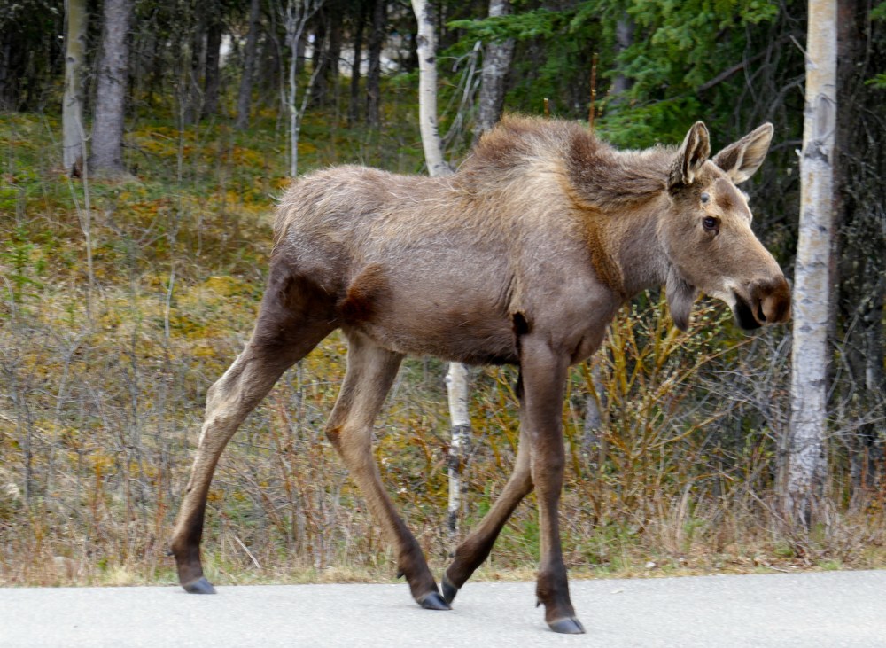 This moose welcomed us to Denali